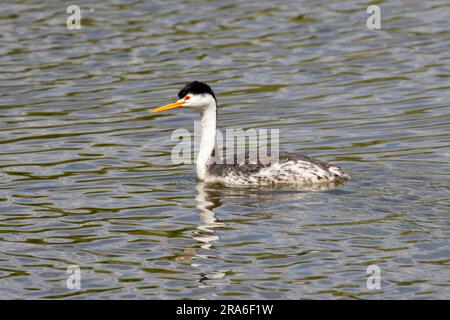 Clark's Grebe (Aechmophorus clarkii), Moore Park, Klamath Falls, Oregon Stockfoto