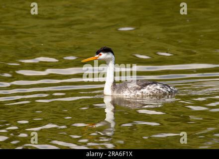 Clark's Grebe (Aechmophorus clarkii), Moore Park, Klamath Falls, Oregon Stockfoto