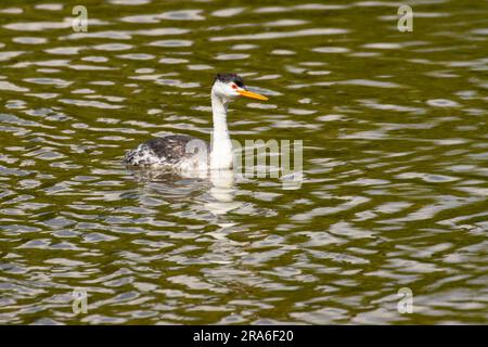 Clark's Grebe (Aechmophorus clarkii), Moore Park, Klamath Falls, Oregon Stockfoto