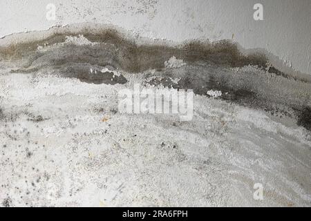 Betonwände und Farbe auf der Badaussenwand kein Wasserdichtungsmantel beschädigt durch Wasserlecks und Feuchtigkeit. Stockfoto