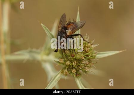 Natürliche Nahaufnahme einer seltenen tachiniden Fliege, Peleteria rubescens auf einer Campesterblume von Eryngium Stockfoto