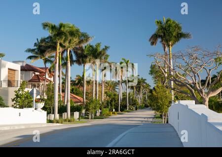 Fort Lauderdale, Florida, USA. Blick auf den exklusiven Royal Palm Drive, eine typische von Bäumen gesäumte Allee im Viertel Nurmi Isles. Stockfoto
