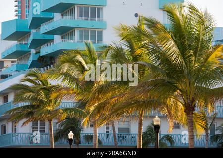 Miami Beach, Florida, USA. Typische Palmen vor dem Ocean Place, ein auffälliger SoFi Wohnkomplex, Ocean Drive, South Beach. Stockfoto