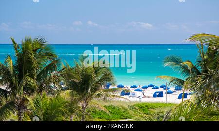 Miami Beach, Florida, USA. Blick über Palmen im Lummus Park auf das türkisfarbene Wasser des Atlantiks, South Beach. Stockfoto