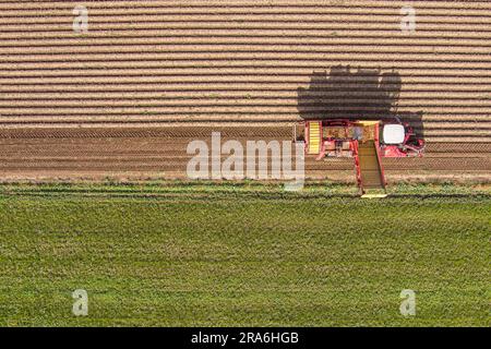 Mähdrescher erntet Kartoffeln auf dem Feld. Luftaufnahme Stockfoto