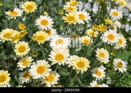 Blühende gelbe Kamillenblüten (cota tinctoria) Stockfoto