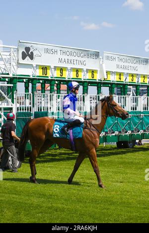 Jockey William Pyle auf Showmedemoney auf der York Racecourse. Stockfoto