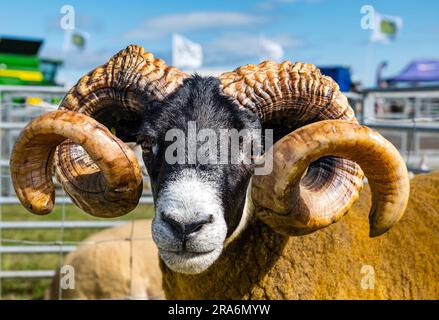 East Lothian, Schottland, Vereinigtes Königreich, 1. Juli 2023. Haddington Agricultural Show: Die Veranstaltung findet seit 1804 statt. Abbildung: Nahaufnahme eines schottischen Schaffens mit Öl, das auf die Hörner aufgetragen wurde, damit sie glitzern. Kredit: Sally Anderson/Alamy Live News Stockfoto