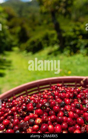 Kaffee in panama pflücken, Kaffeekirschen aus einer neuen Ernte - Stockfoto Stockfoto