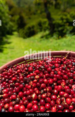 Kaffee in panama pflücken, Kaffeekirschen aus einer neuen Ernte - Stockfoto Stockfoto