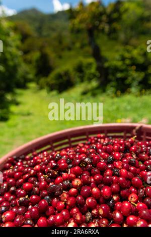 Kaffee in panama pflücken, Kaffeekirschen aus einer neuen Ernte - Stockfoto Stockfoto