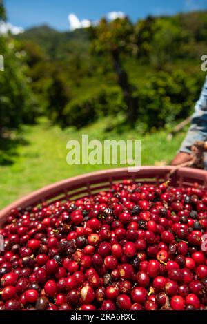 Kaffee in panama pflücken, Kaffeekirschen aus einer neuen Ernte - Stockfoto Stockfoto