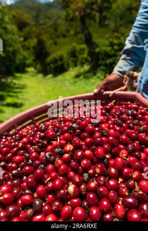 Kaffee in panama pflücken, Kaffeekirschen aus einer neuen Ernte - Stockfoto Stockfoto