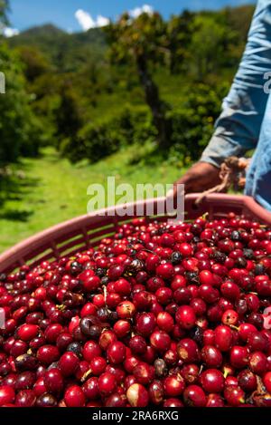 Kaffee in panama pflücken, Kaffeekirschen aus einer neuen Ernte - Stockfoto Stockfoto