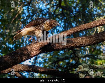 Ein Rotschwanz-Falke, wissenschaftlich bekannt als Buteo jamaicensis, sitzt anmutig auf einem Ast, eingerahmt von üppigem grünem Laub, während er sich auf seinem kapitän festtreibt Stockfoto