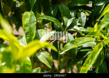 Pfirsichkultur. Eine frisch gereifte Pfirsichfrucht auf dem Baum. Stockfoto