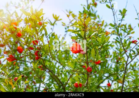 Granatapfelblüte auf grünen Blättern. Blühender Granatapfelzweig mit roten Blumen. Stockfoto
