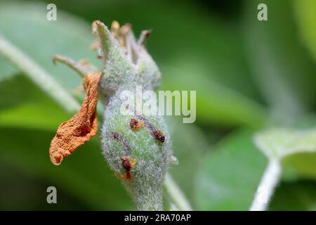 Apfelfrucht beschädigt durch Hoplocampa testudinea, Apfelsäge oder europäische Apfelsäge (klug ). Apfelschädlinge Stockfoto