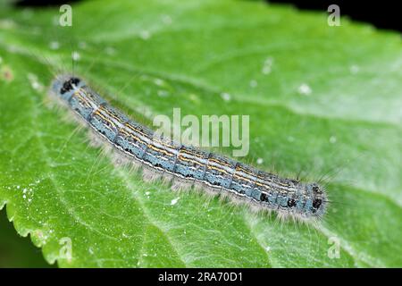 Die Lackmotte (Malacosoma neustria) ist eine Motte, die in Eurasien und Nordafrika heimisch ist. Raupen sind Schädlinge von Obstbäumen in Obstgärten. Stockfoto