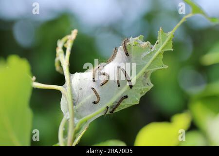 Die Lackmotte (Malacosoma neustria) ist eine Motte, die in Eurasien und Nordafrika heimisch ist. Raupen sind Schädlinge von Obstbäumen in Obstgärten. Stockfoto