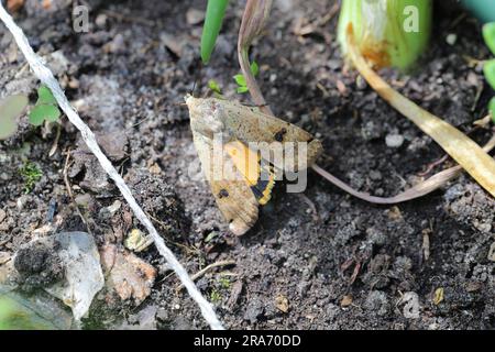 Große gelbe Unterkante (Noctua pronuba). Die Raupen dieser Art sind gefährliche Schädlinge vieler Pflanzen und Gartenpflanzen. Stockfoto