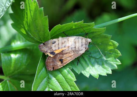 Große gelbe Unterkante (Noctua pronuba). Die Raupen dieser Art sind gefährliche Schädlinge vieler Pflanzen und Gartenpflanzen. Stockfoto