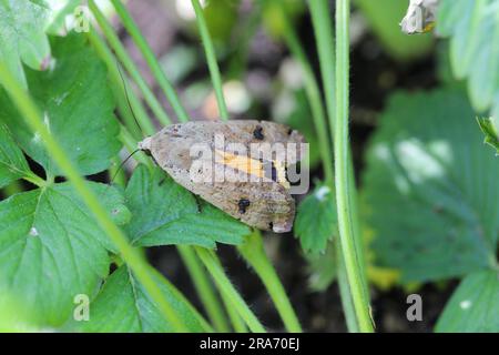 Große gelbe Unterkante (Noctua pronuba). Die Raupen dieser Art sind gefährliche Schädlinge vieler Pflanzen und Gartenpflanzen. Stockfoto