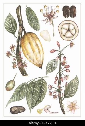 Botanische Illustration. Aquarelle Kakaopulver mit Astklipart, Kakaoplatten, handgezogene Schokoladenzutat. Realistische Ikonen der süßen Pflanze für Stockfoto