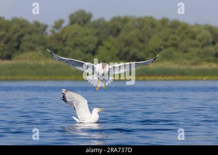 Pallas's Gull Ichthyaetus ichthyaetus, Sommerzughuhn, der über dem Kaspischen Gull Larus cachinnans fliegt, Erwachsenenschwimmen, Donaudelta, Rumänien, Juni Stockfoto