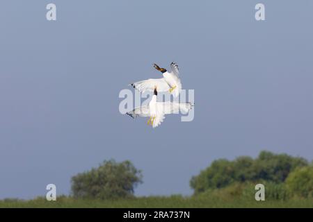 Pallas's Gull Ichthyaetus ichthyaetus, 2 Sommergefieber-Erwachsene, die fliegen, 1 mit Fisch im Schnabel, die von der anderen, Donaudelta, Rumänien, Juni verfolgt werden Stockfoto