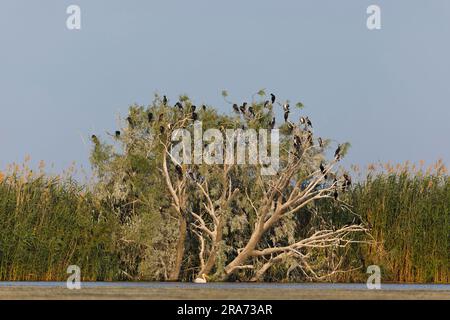 Großer Kormoran Phalacrocorax Carbo, Schar hoch oben in einem Baum mit dem großen weißen Pelikan Pelecanus onocrotalus, Erwachsene schwimmen unten, Donaudelta Stockfoto