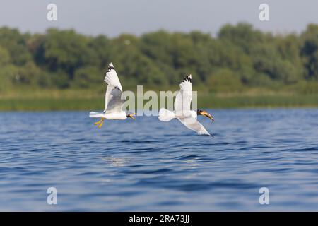 Pallas's Gull Ichthyaetus ichthyaetus, 2 Sommergefieber-Erwachsene, die fliegen, 1 mit Fisch im Schnabel, die von der anderen, Donaudelta, Rumänien, Juni verfolgt werden Stockfoto