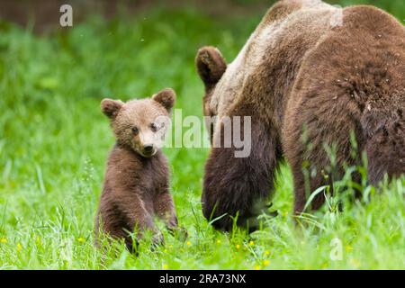Europäischer Braunbär Ursus arctos arctos, Jungtier steht aufrecht auf Gras neben Mutter, Siebenbürgen, Rumänien, Juni Stockfoto