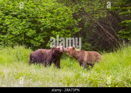 Europäischer Braunbär Ursus arctos arctos, 2 Erwachsene, die Nasen berühren, Siebenbürgen, Rumänien, Juni Stockfoto