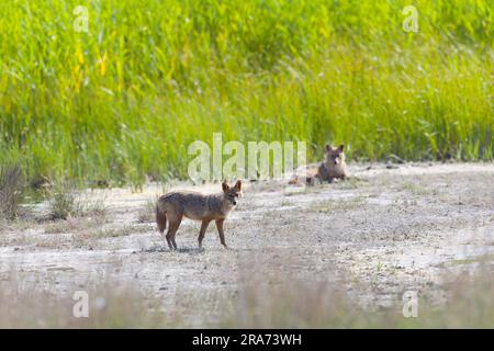 Goldener Schakal Canis aureus, 2 Erwachsene im Marschland, Constanta, Rumänien, Juni Stockfoto