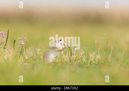 European souslik Spermophilus citellus, Erwachsenenfütterung, Macin, Rumänien, Juni Stockfoto