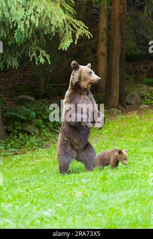 Europäischer Braunbär Ursus arctos arctos, ausgewachsenes Weibchen und Jungtier auf Gras, Siebenbürgen, Rumänien, Juni Stockfoto