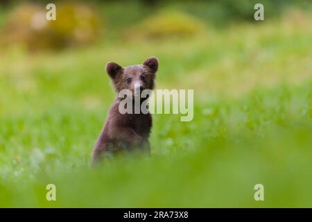 Europäischer Braunbär Ursus arctos arctos, Jungtier aufrecht auf Gras, Siebenbürgen, Rumänien, Juni Stockfoto