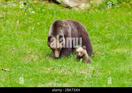 Europäischer Braunbär Ursus arctos arctos, ausgewachsenes Weibchen und Jungtier auf Gras, Siebenbürgen, Rumänien, Juni Stockfoto