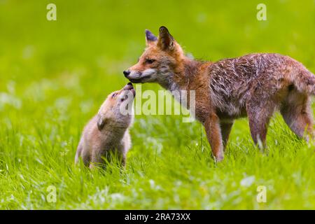 Rotfuchs Vulpes vulpes, Erwachsene weibliche und Jungtiere interagieren, Siebenbürgen, Rumänien, Juni Stockfoto