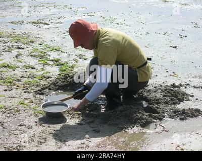 Ein Japaner gräbt bei Ebbe am Strand auf der Insel Miyajima in Hiroshima Bay, Japan, am 2023. April nach Muscheln. Stockfoto