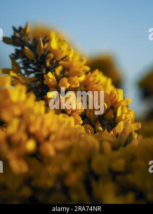 Gorse in voller Blüte Stockfoto