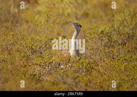 Australian trastard - Ardeotis australis großer, am Boden lebender Vogel, der in Grasland, Wäldern und offenen landwirtschaftlichen Ländern im Norden Australs üblich ist Stockfoto