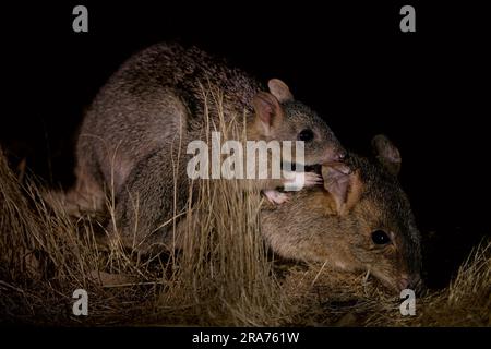 Woylie oder Brush-Tailed Bettong - Bettongia penicillata kleines, kritisch gefährdetes gerbil-ähnliches Säugetier, das in Wäldern und Sträuchern Australiens, ra, heimisch ist Stockfoto