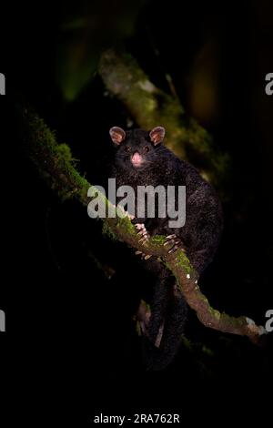 Kurzohriges Opossum -Trichosurus caninus nocturnal marsupial bei Phalangeridae, die in Australien endemisch sind, auch bekannt als Mountain Brushtail possum oder Bobuck-Pelz Stockfoto