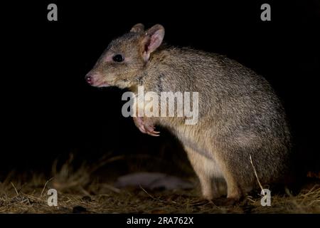 Woylie oder Brush-Tailed Bettong - Bettongia penicillata kleines, kritisch gefährdetes gerbil-ähnliches Säugetier, das in Wäldern und Sträuchern Australiens, ra, heimisch ist Stockfoto