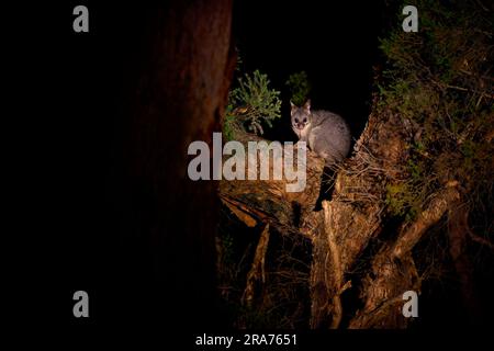 Gewöhnliches Polsterschwanzvogel - Trichosurus vulpecula - nächtliches, semi-arboreales Beuteltier Australiens, nach Neuseeland eingeführt. Süßes Säugetier auf dem Tre Stockfoto