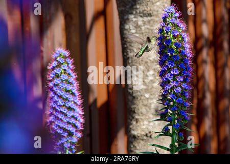 Kolibri fliegt zum Stolz der madeirablume. Kolibri in der Fliegerfütterung von einer lila Pride of Madeira-Blüte. Kolibri Fütterung auf Pride of Madeira Blumen. Allen Kolibri Fütterung. Stockfoto