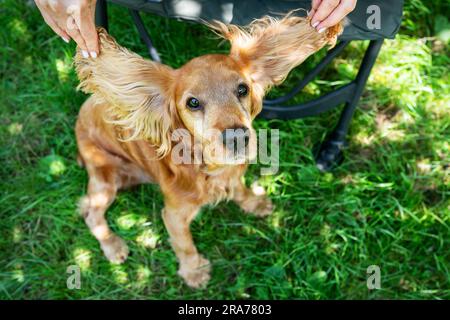 Das Bild eines rothaarigen englischen Cockers Spaniel, das neben einem Mädchen sitzt, zeigt, wie groß die Ohren des Hundes sind Stockfoto