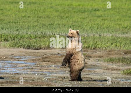 Ein heller, jugendbrauner Bär steht auf seinen Hinterbeinen, während er auf die Gefahr im abgelegenen McNeil River Wildlife Refuge am 18. Juni 2023 auf der Halbinsel Katmai, Alaska, reagiert. Der abgelegene Ort ist nur mit einer speziellen Genehmigung zugänglich und enthält die weltweit größte saisonale Population von Braunbären. Stockfoto